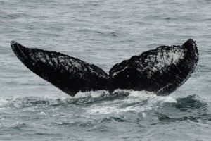 After “Old Timer” whale re-sighting, Straley looks at the larger picture
