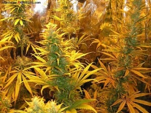 509362492_c0c2eedc56_z