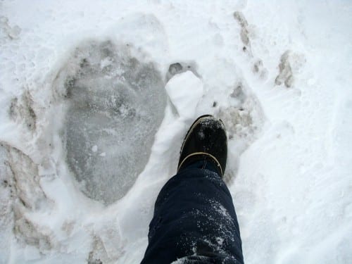 polar bear footpring