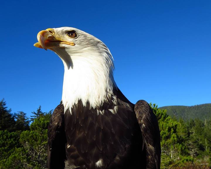 Raptor Center says goodbye to iconic eagle