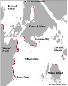 As of Tuesday morning (3-22-16), ADF&G has mapped 6.8 nautical miles of herring spawn. This is an increase of 4 miles in 24 hours.