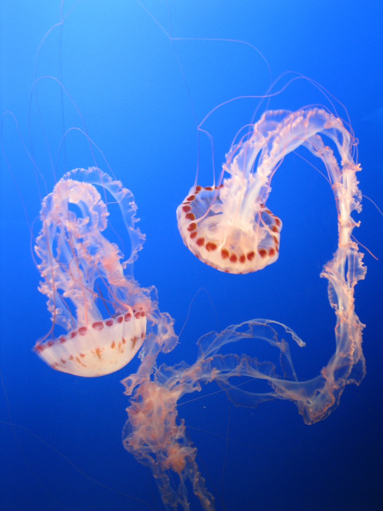 Jellyfish researcher studies species in Sitka