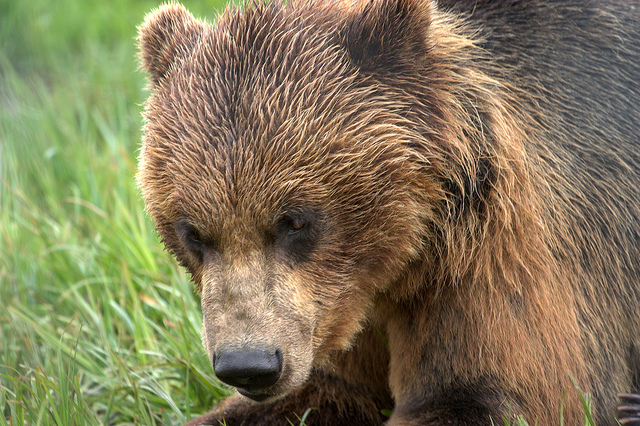 Sitka teens fined nearly $11,000 for illegal shooting of two brown bears