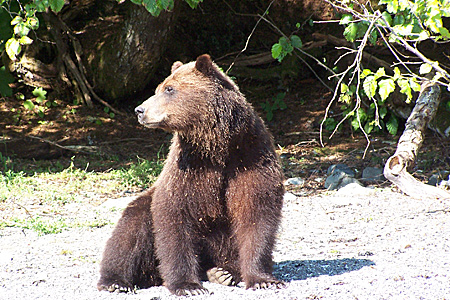 Anchorage resident injured in Yakutat bear attack