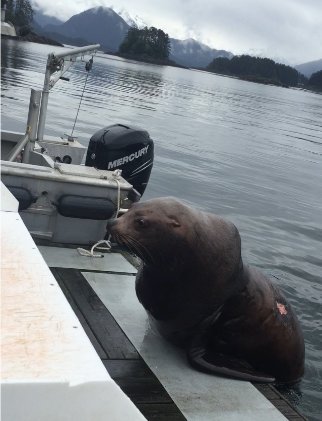 Aggressive sea lion harasses fishermen
