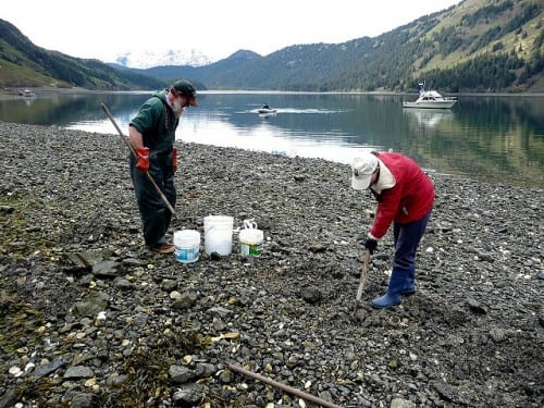 Clam digging is popular throughout coastal Alaska. These clam diggers are working near Sadie Cove, on Alaska's Kenai Peninsula. (Flickr photo/Isaac Wedin)