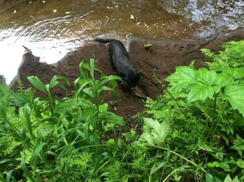 17d6f43c-ef89-4dfb-b5a9-f9176cb027d1