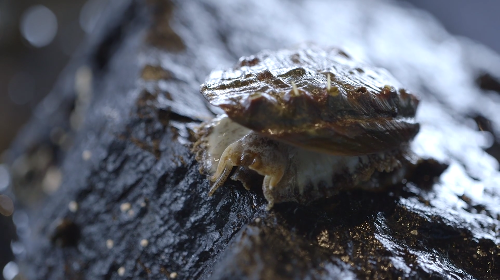 Biologists investigate local abalone, otter populations
