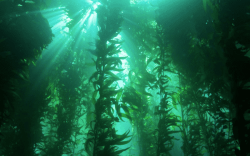 kelp-forest-11-14-14-thumb-600x375-83938