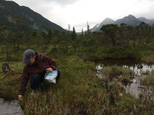 09Festival2 Hydrologist Chris Cianfrani collecting water samples in the muskeg near Sitka. (Anna Weitelmann photo)