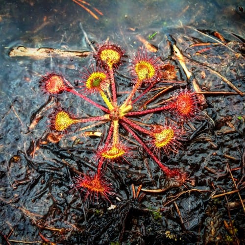 09Festival3 A sundew growing in the muskeg near Sitka. (Anna Weitelmann photo)