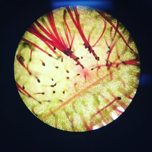 09Festival5 A sundew under a microscope. (Anna Weitelmann photo)