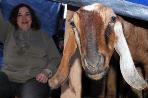 Milly, a milk goat from Wrangell, turned to sniff my breathe. "That's how they get to know you," Daniels said. There are fifteen does in the goat herd. (Emily Kwong/KCAW photo)