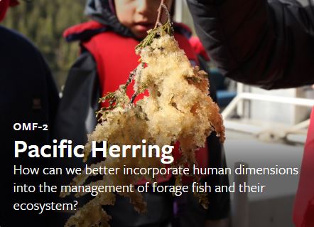 Herring work group connects science and tradition