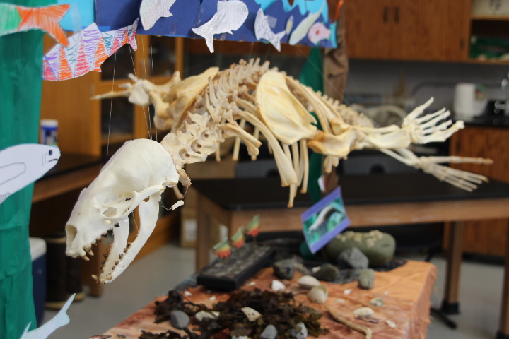 SSSC students complete skeletal rearticulation of sea lion
