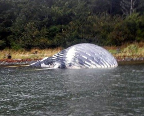 The whale carcass on Thursday afternoon. (Henry Larsen photo)