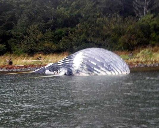 Update: NOAA to examine dead humpback in Sitka Sound