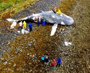Researchers collect samples from a beached humpback whale carcass Saturday on a Sitka Sound beach. (Photo by Joe Serio)