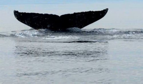 NOAA's Julie Speegle doesn't think the whale will be necropsied -- if it can be found. (Ellen Chenowith photo)