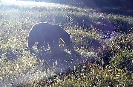 Video: Sitka’s bears when we’re not around