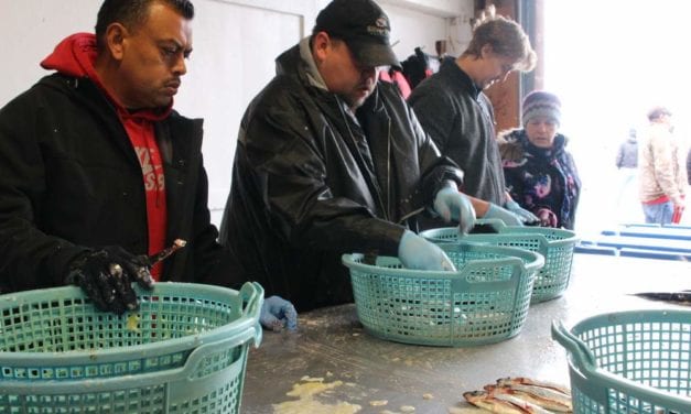 Sitka herring fishery gets to work in 15 minute opener
