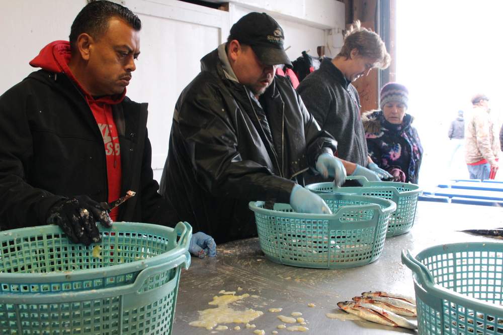 Sitka herring fishery gets to work in 15 minute opener KCAW