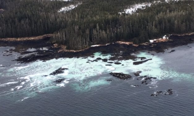 Herring spawn spotted, as fleet catches most of quota