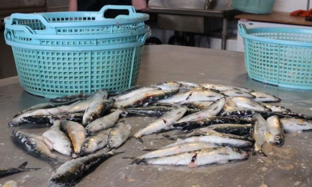 With nearly 60% of quota caught, herring fleet stands down until Saturday