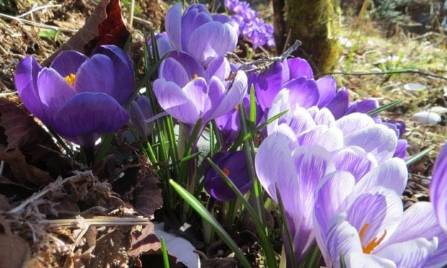A “Pop Up” Garden Show!