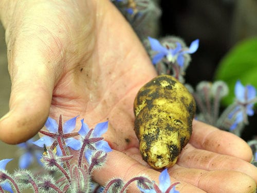 Tlingit potato takes root in Sitka gardens