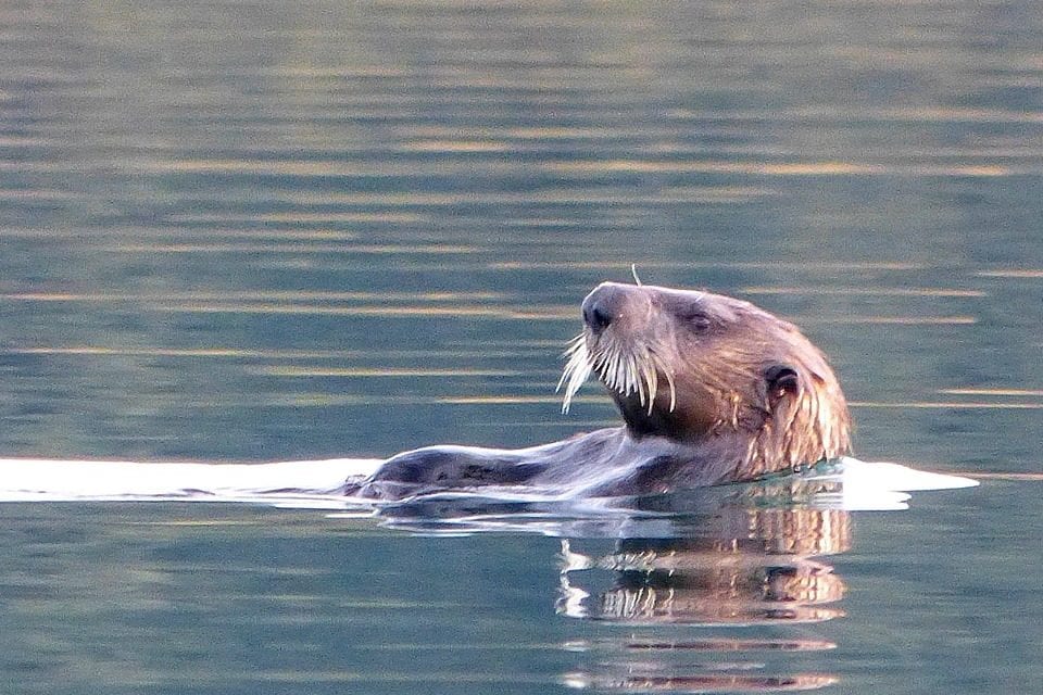 Pledge now and win wildlife tour!