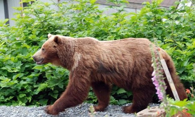 Troopers shoot bear after it kills, eats a dog in a Sitka neighborhood