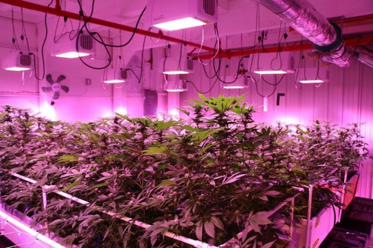 170720_Weed_Clark_10