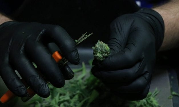 Voters to decide on cannabis tax in October 4 election