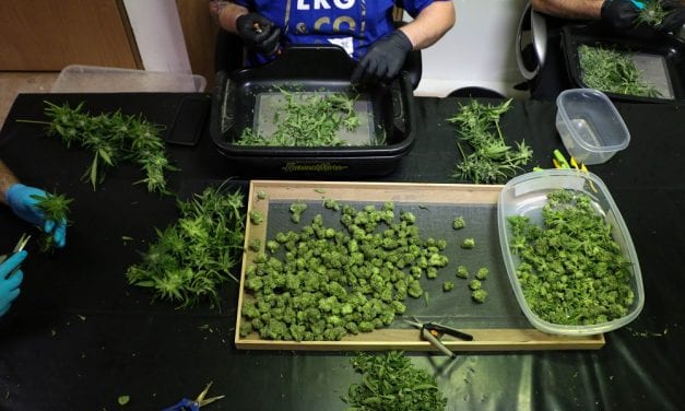 Cannabis tax ballot question progresses toward final vote