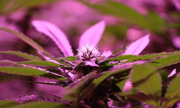 Assembly may put cannabis tax question out to voters in October election