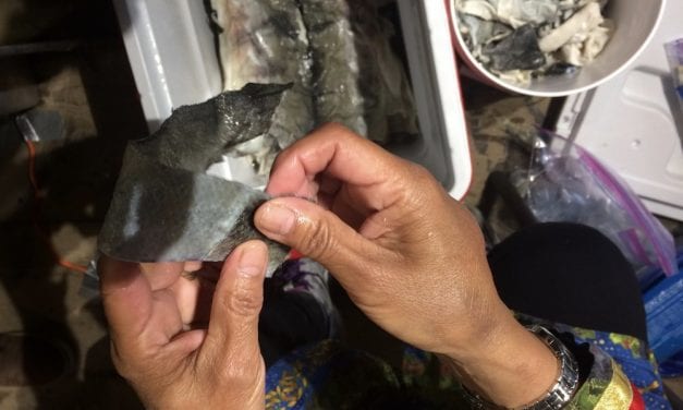 Baskets from the sea: Athabascan artist weaves with fish skins