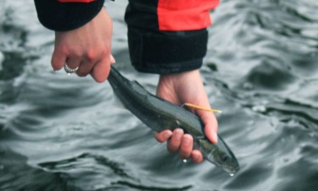 Ecosystem study unlocks the mystery of black cod survival