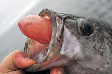 Beginning in August: Deep-release puts the pressure on rockfish survival -  KCAW