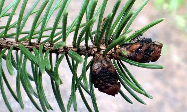 A tale of two fungi: Southeast spruce blight mistaken for harmless twin