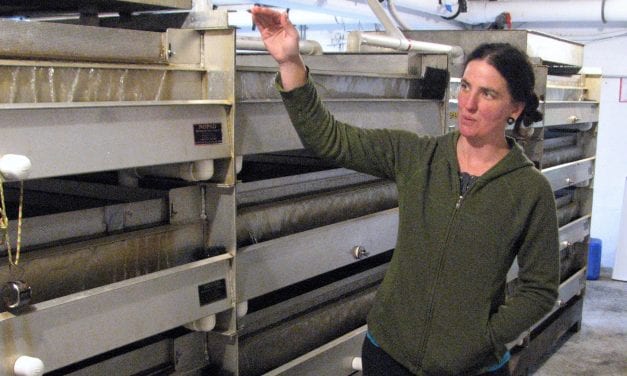 Sitka hatchery’s chum run funds improvements