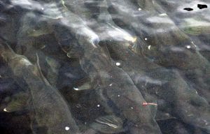 Chum salmon swim in the Sheldon Jackson Hatchery's raceway Aug. 14,, 2017. Chum returns were strong this year. (Ed Schoenfeld/CoastAlaska News)