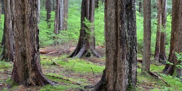 Four years old, Sitka’s ‘Legacy Fund’ sees significant growth