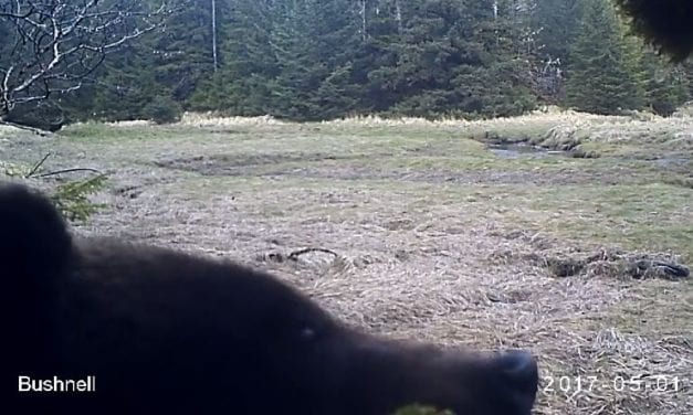 Video: Where the wild things are