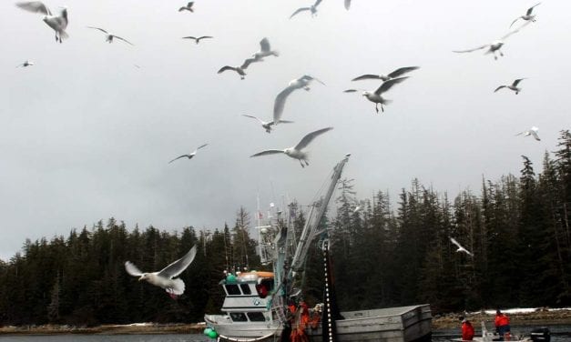 After two rejections, Sitka Tribe’s third herring proposal narrowly passes ADF&G Advisory Committee