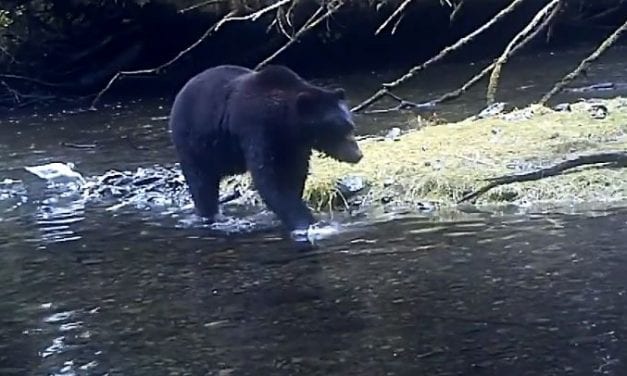 Video: Bear in mind, spring is here!