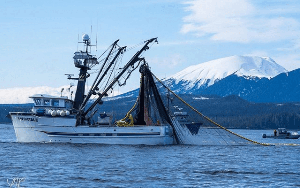 Fleet catches a quarter of herring quota in non-competitive fishery