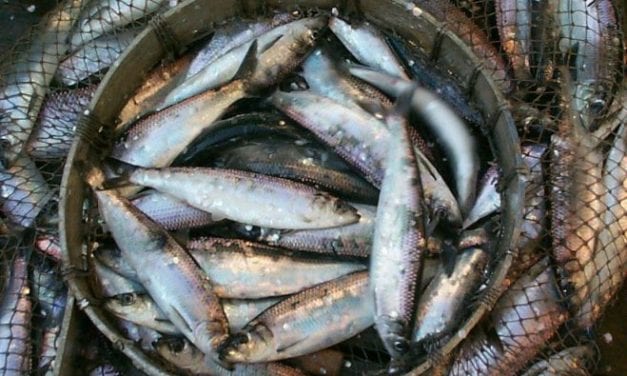 Following harvest shortfall, Sitka contemplates a herring moratorium