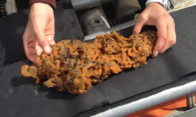 Researchers return to Sitka to investigate invasive organism, D-Vex