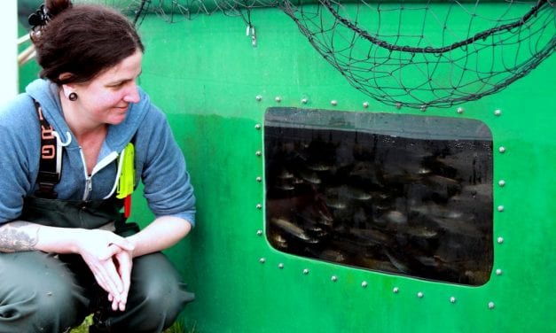 With one turn of a valve, hatchery vandal kills 1,000 juvenile coho